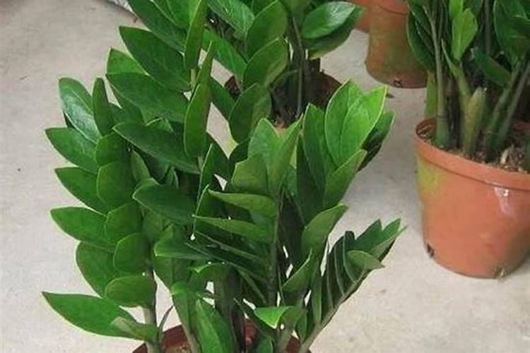 草花的栽培养护要点
