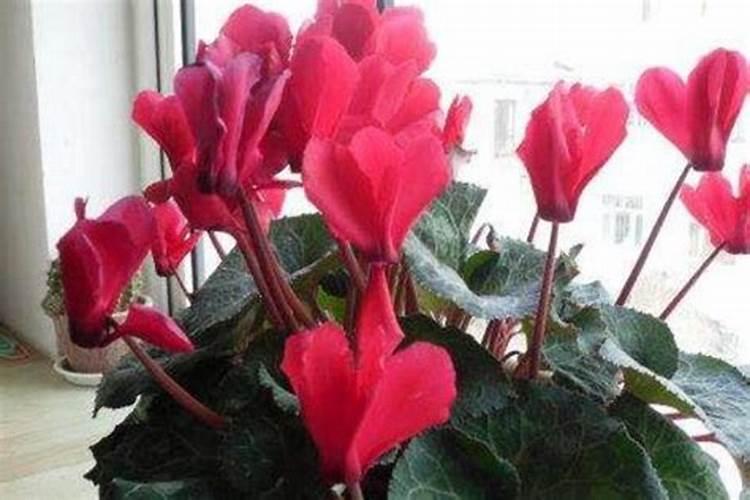 不管种植青萝卜、白萝卜还是红萝卜,肥料这样用,高产又好吃