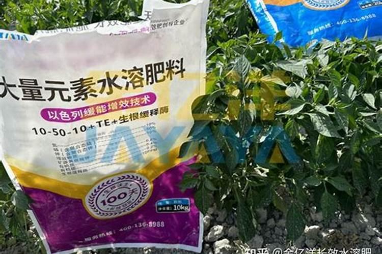 乒乓球菊好养吗 养殖方法和养护要点