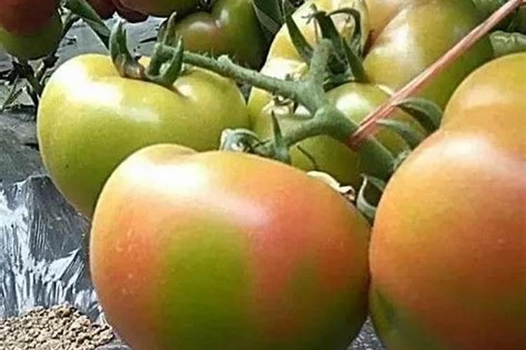 在种植西红柿时,怎样施肥才能最高产？