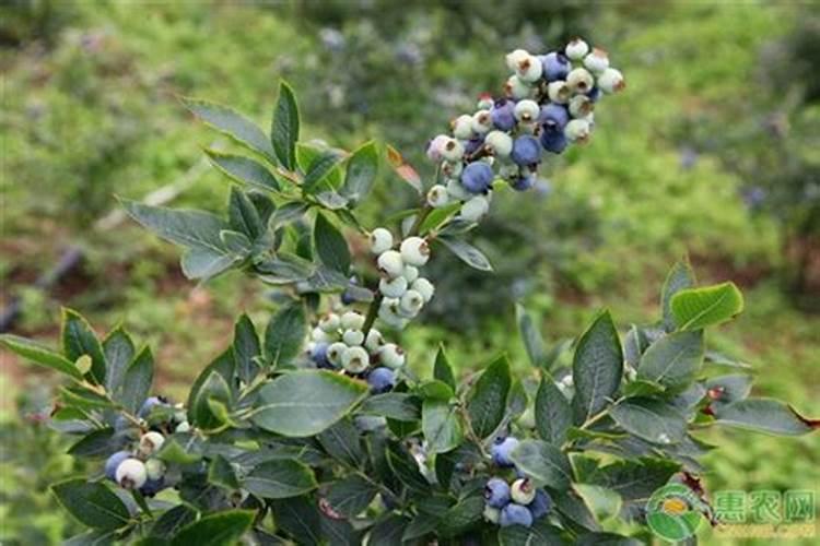 蓝莓施肥管理技术,附种植方法