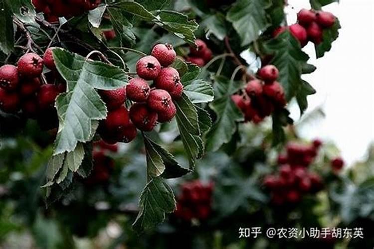 山楂树施膨果肥最佳时间施肥方法有哪些