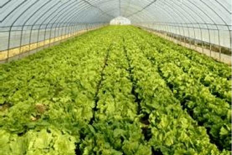 蟹爪兰开花应该用什么肥料 磷钾肥能促进花芽分化