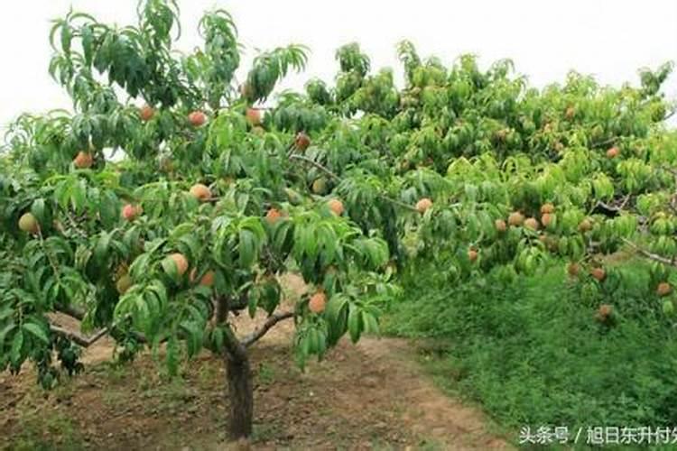 芒果树控梢用什么药好控,跪求解答个位大神
