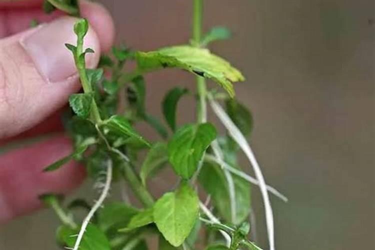 薄荷的种植方法和注意事项