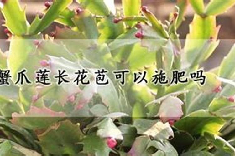 蟹爪兰有花苞了还能施肥吗