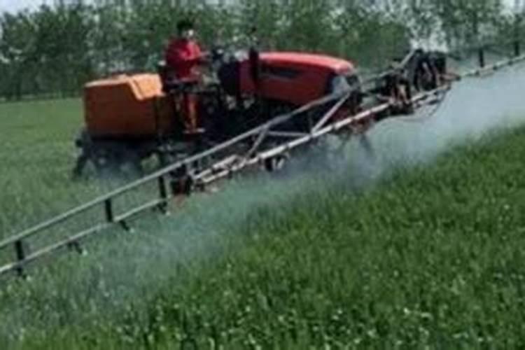 种植豆角的抗病抗虫性差,该如何去应对？