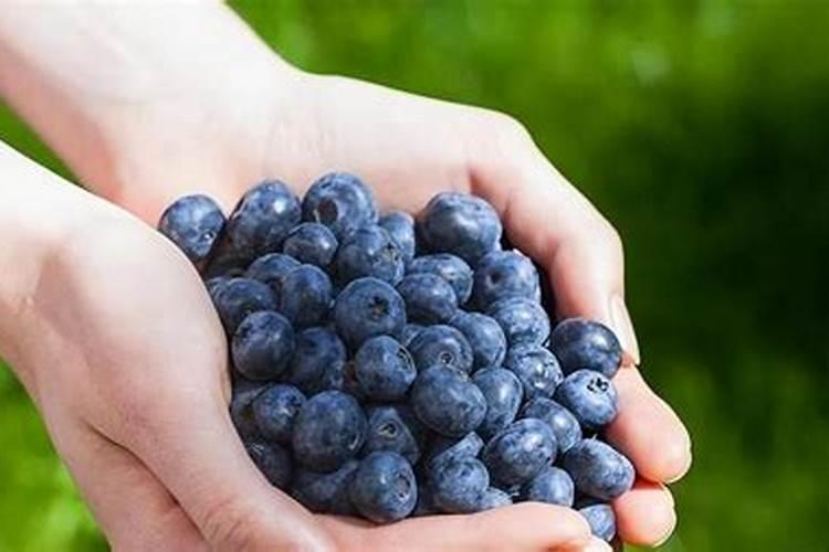 蓝莓用什么肥料好