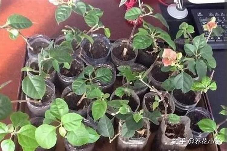 如何水养花才能生根  养花水里加什么比较好