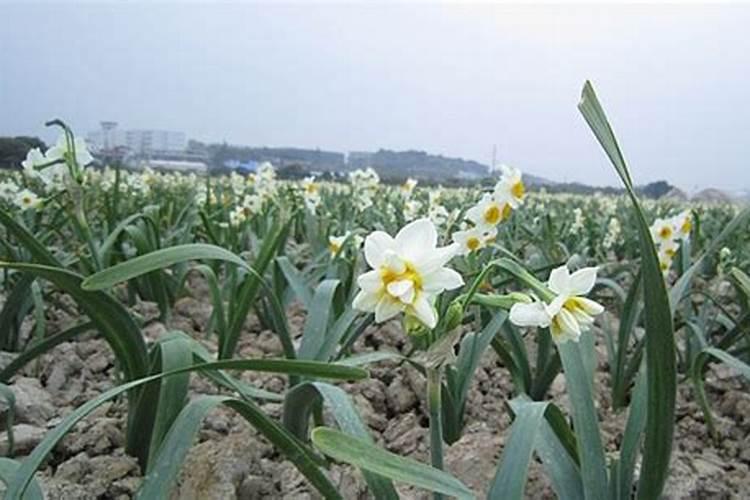 水仙花怎么施肥