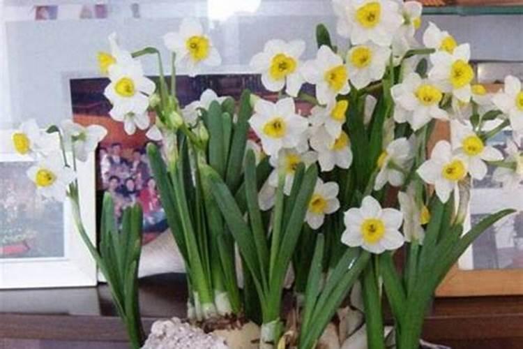 水仙长了花苞后多久能开花