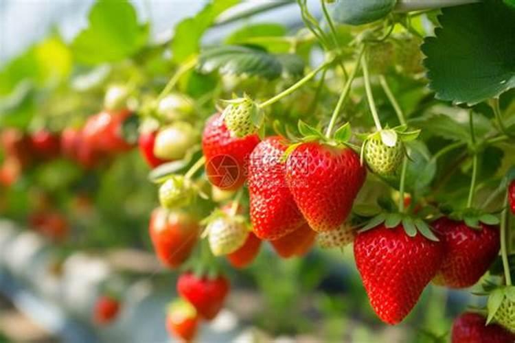 草莓要施什么肥料