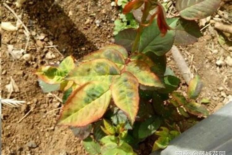 月季花黄叶怎么补救最快方法