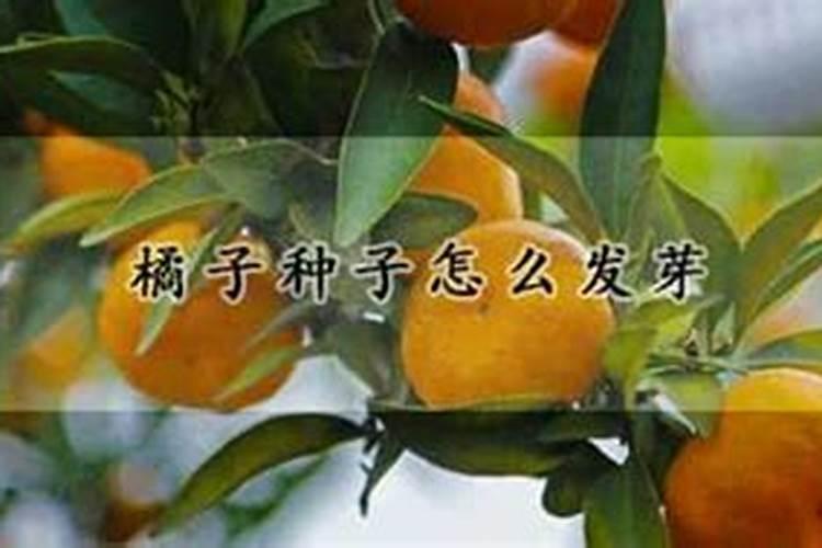 钙镁硼和平衡素叶面肥能混合吗？