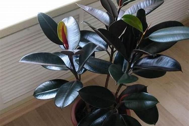 橡皮树施什么肥好