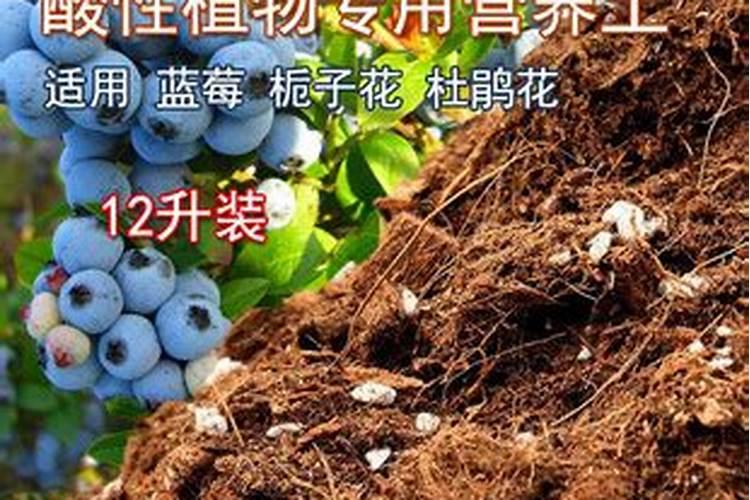 柠檬树不开花不结果的原因是什么？