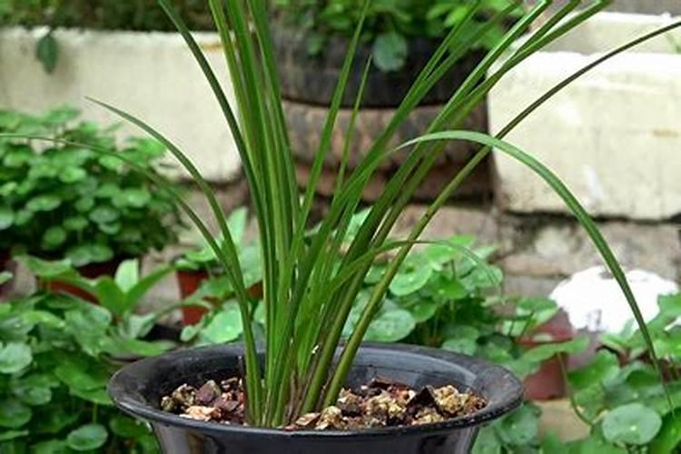 4月份的兰花怎样养护