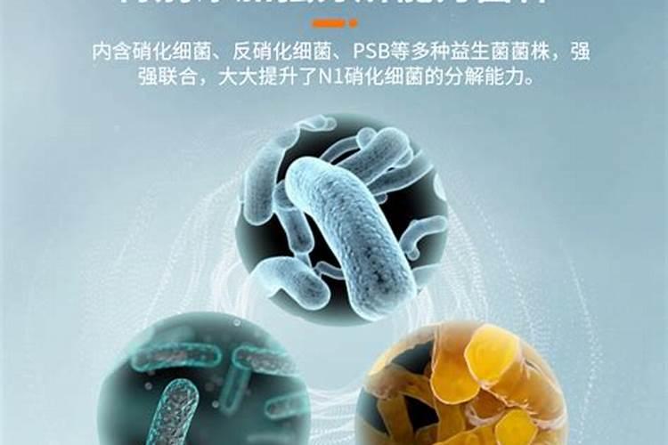 怎么确认硝化菌成功了,硝化菌是自养菌还是异养菌