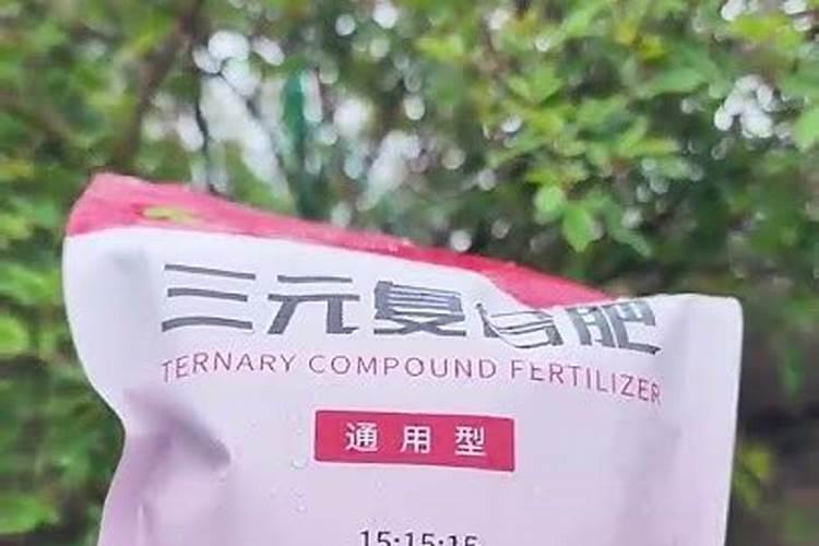 春天月季花怎么施肥