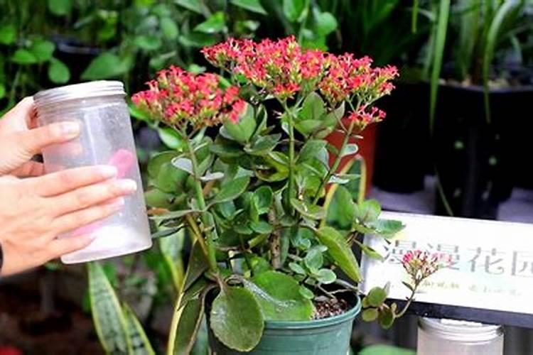 长寿花施什么肥好,长寿花施氮磷钾肥料最好