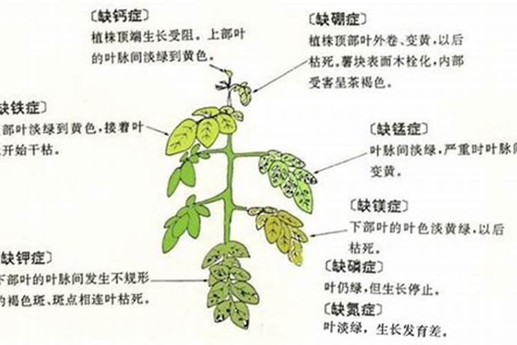 生长期的萝卜为什么忽然烂心