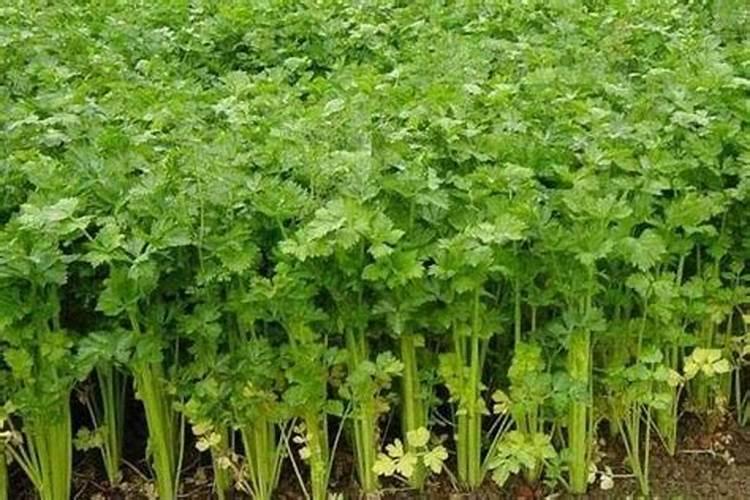玫瑰花多久施一次肥 要施什么肥料