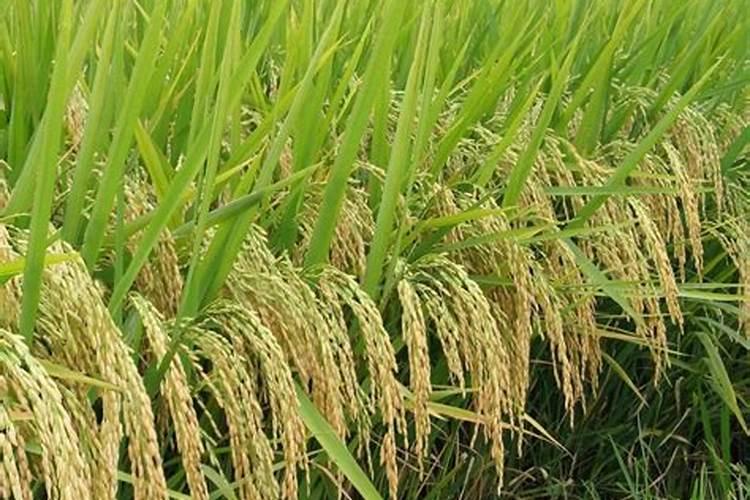 盐碱土地种植水稻用什么肥料比较好？