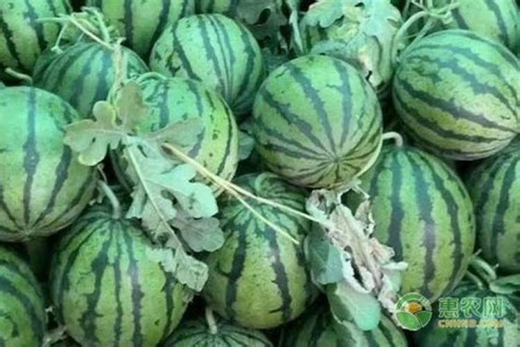 种了西瓜分阶段施些什么肥？要详细点