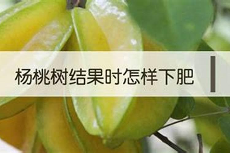如何种好杨桃树