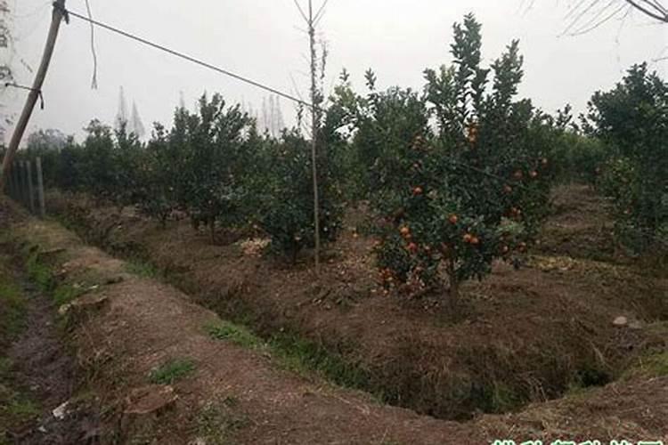 柑橘施肥应注意什么？