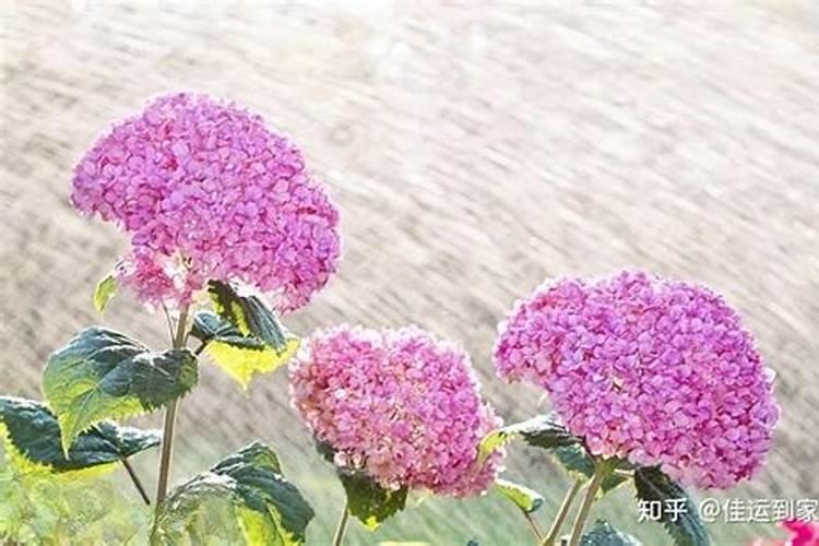 高温天气,给番茄叶片喷水有什么好处