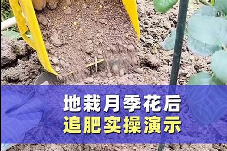 给花施肥的正确方法 怎么给花施肥