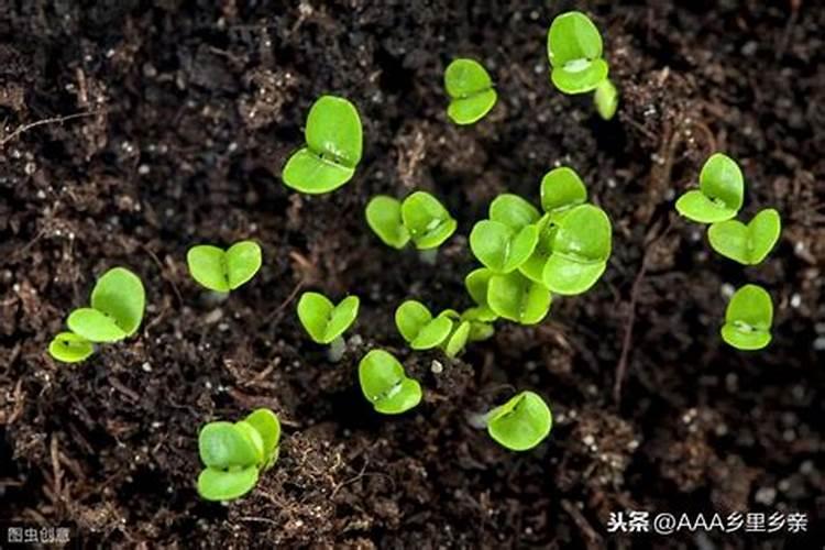 水稻什么时候用芸苔素好 使用方法及技巧