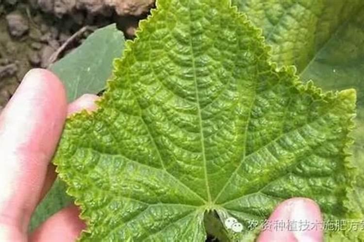 黄瓜苗在浇水了以后突然叶子发黄,这是什么原因？