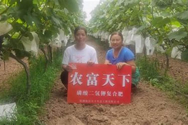 小青菜生虫最怕三个药