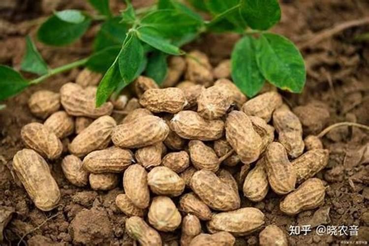 花生怎样施肥能高产？什么时候施最好？施什...
