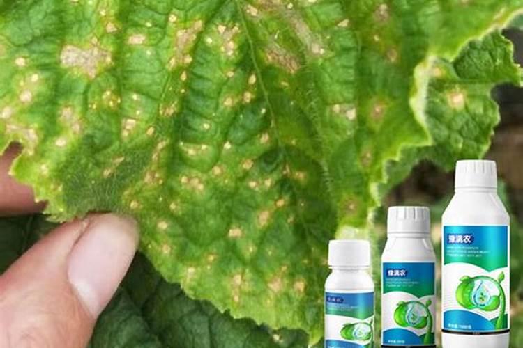 黄瓜病毒打什么药最好