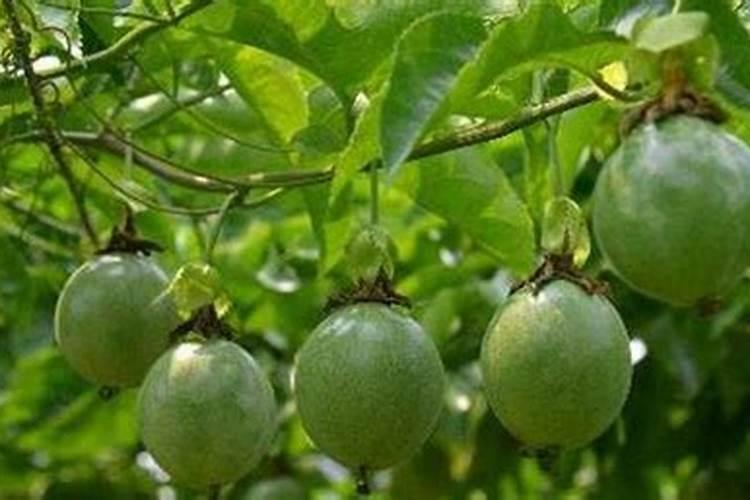 百香果不开花原因 百香果不结果怎么办