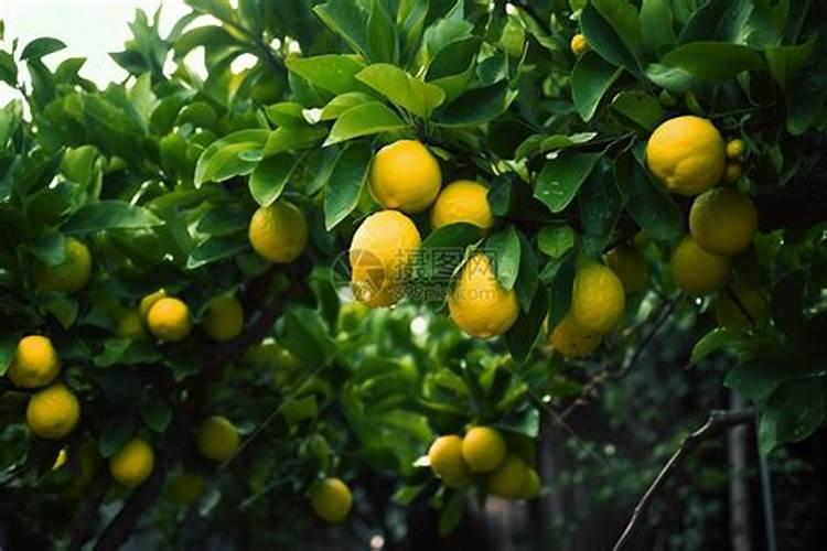 给柠檬施肥时要注意什么问题？