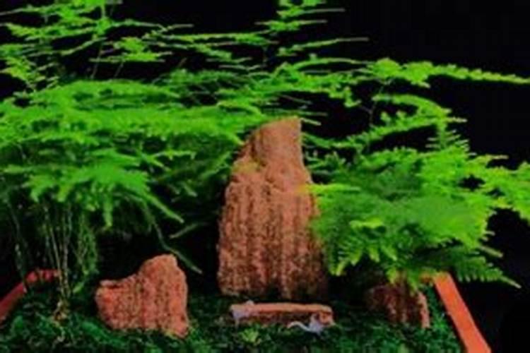 文竹秋天可以换盆吗 文竹换盆注意这几点