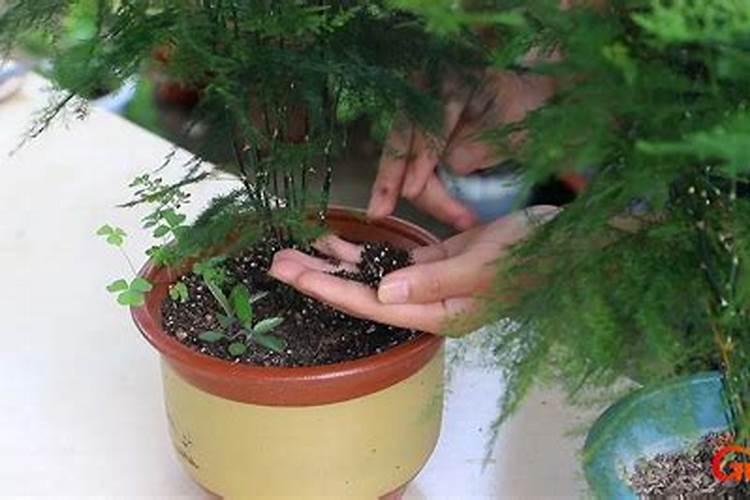 文竹底肥放什么肥好(底肥施用方法)