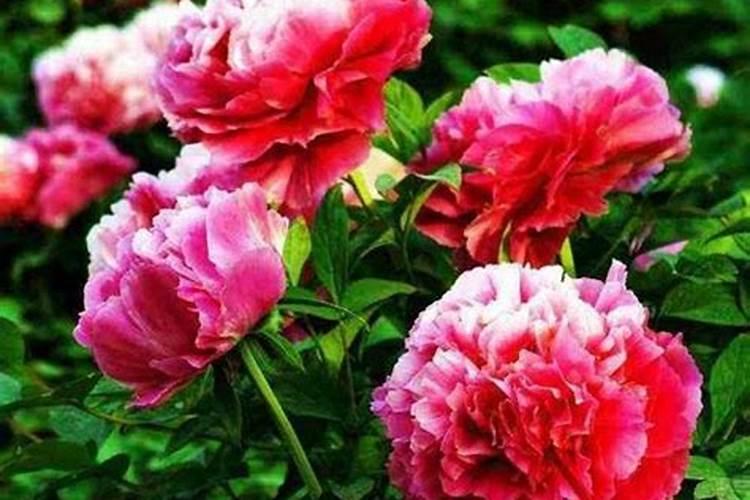 牡丹花的根种植方法(牡丹花如何生根)