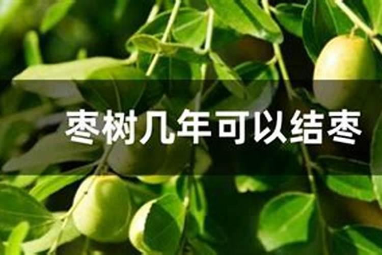 枣树追肥什么时间好、追哪些肥料