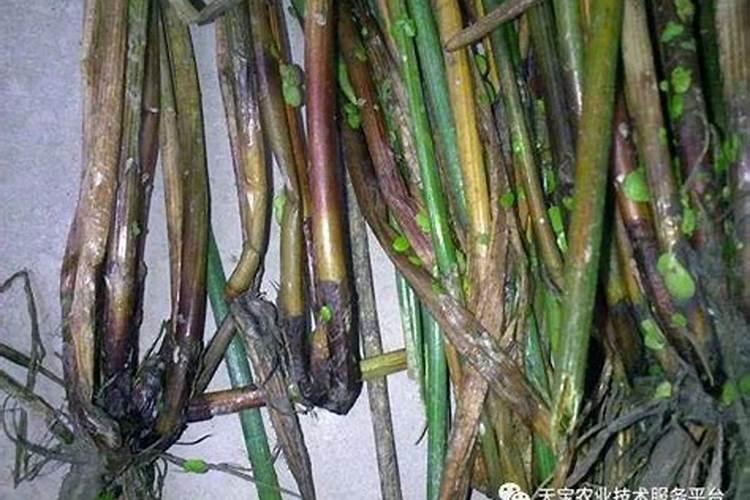 噻菌铜不能和什么农药混用