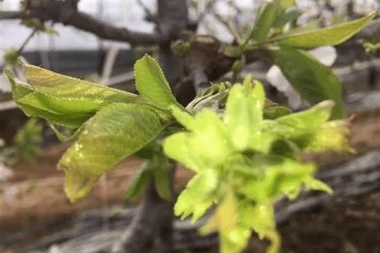 汽油打药机弥雾机的效果怎么样可以喷叶面肥吗