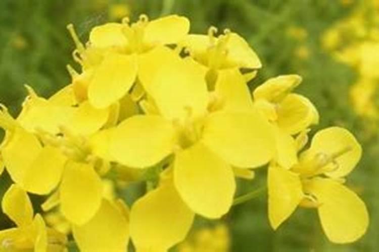 微量元素水溶肥多久用一次 微量元素水溶肥料的适用作物和使用方法