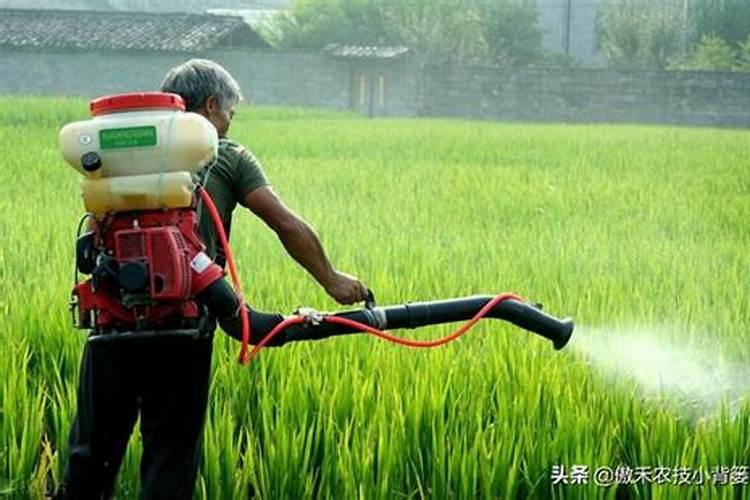 水稻得了稻瘟病用什么药防治最好今天是8月28日水稻有节瘟,枝梗瘟还用...