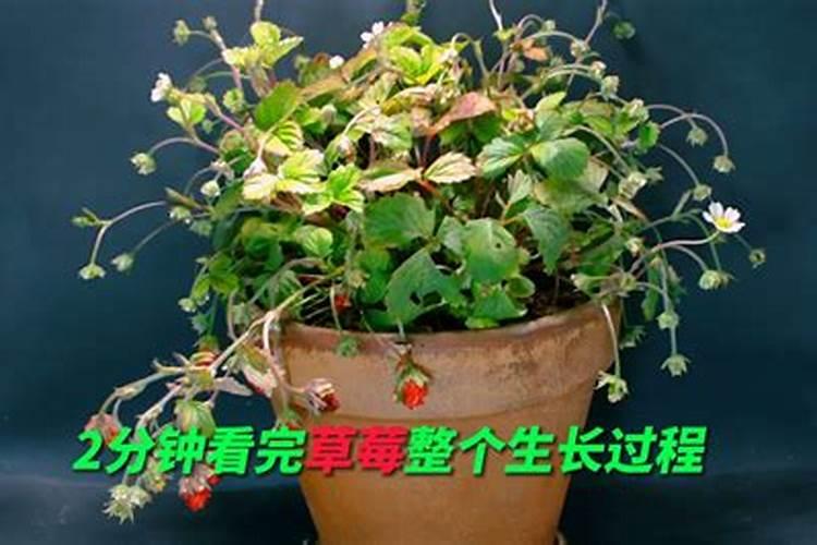 我想知道西瓜膨大素是什么样的