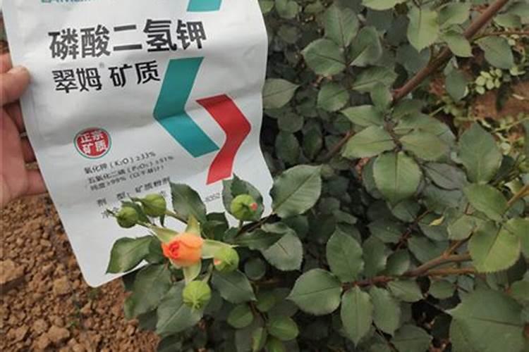 氮肥钾肥溶于水吗
