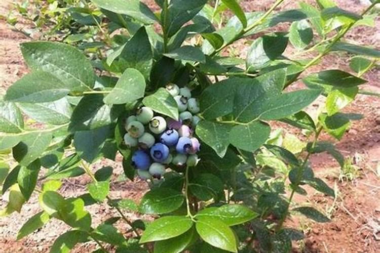 蓝莓怎样施肥,蓝莓种植时间和方法
